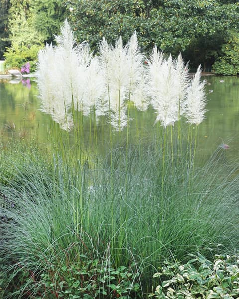 Cortaderia selloana