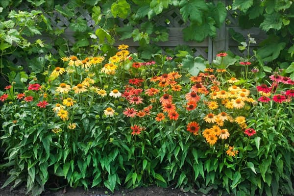 Echinacea Cheyenne Spirit