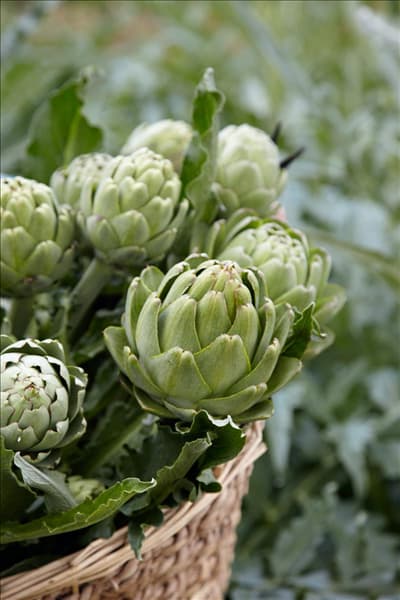 Cynara scolymus Vert Globe