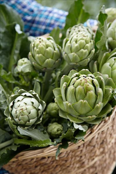 Cynara scolymus Vert Globe