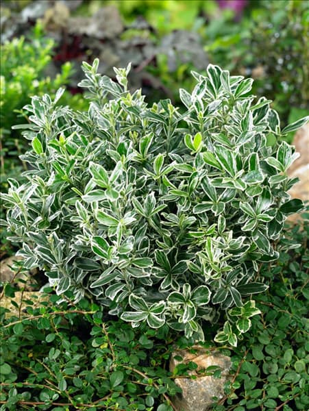 Euonymus japonicus Gray Beauty
