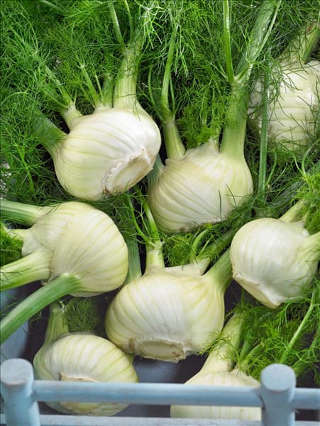 Foeniculum vulgare var. azoricum Rondo