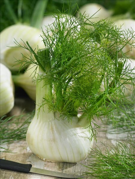 Foeniculum vulgare var. azoricum Rondo