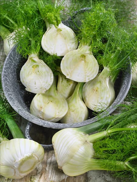 Foeniculum vulgare var. azoricum Rondo