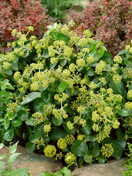 Hedera hibernica Arbori Compact