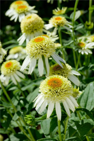 Echinacea purpurea 'Coconut Lime'®