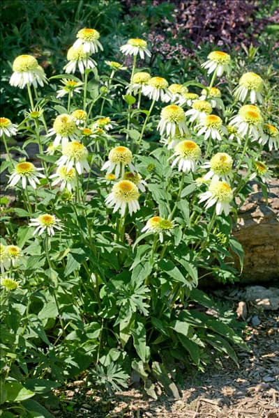 Echinacea purpurea Coconut Lime