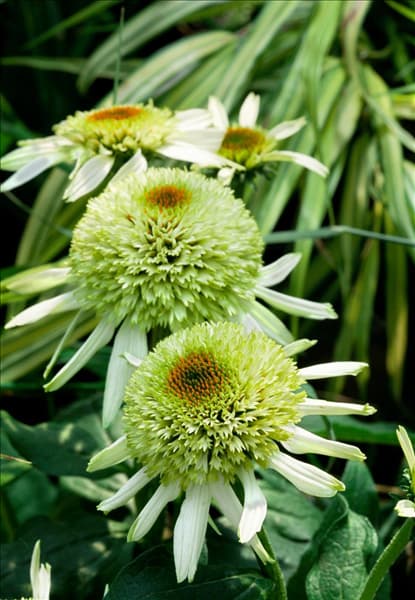 Echinacea purpurea Coconut Lime