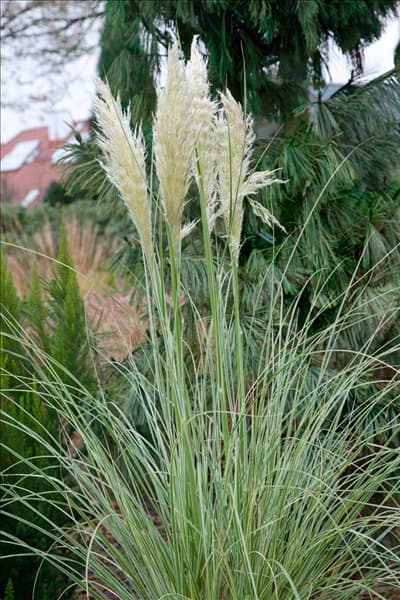 Cortaderia selloana Comet
