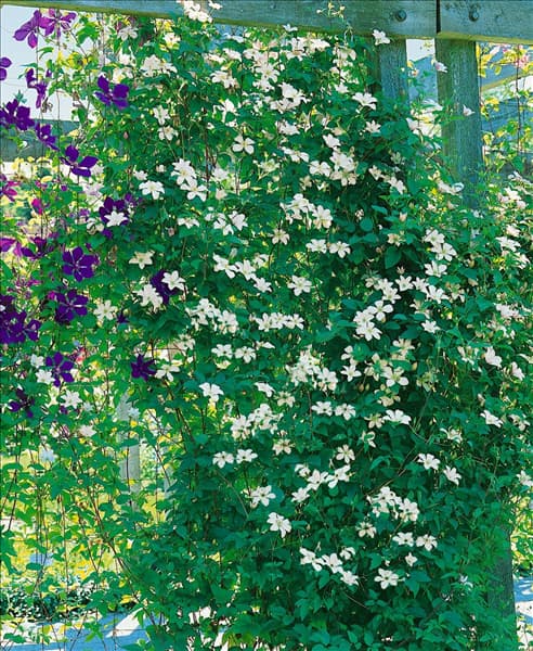 Clematis viticella Huldine