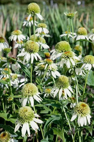 Echinacea purpurea Coconut Lime