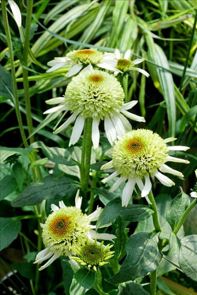 Echinacea purpurea Coconut Lime