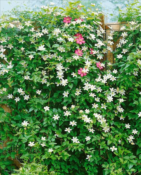 Clematis viticella Huldine