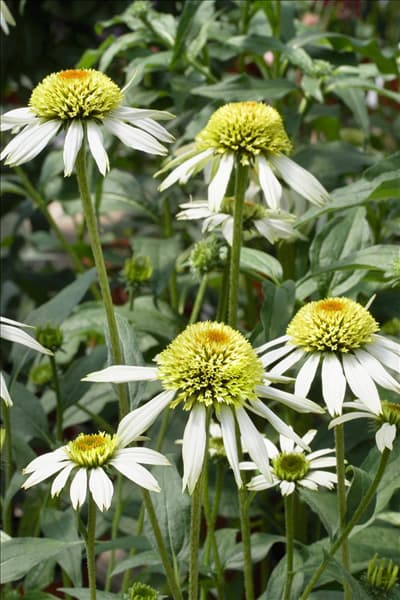 Echinacea purpurea Coconut Lime