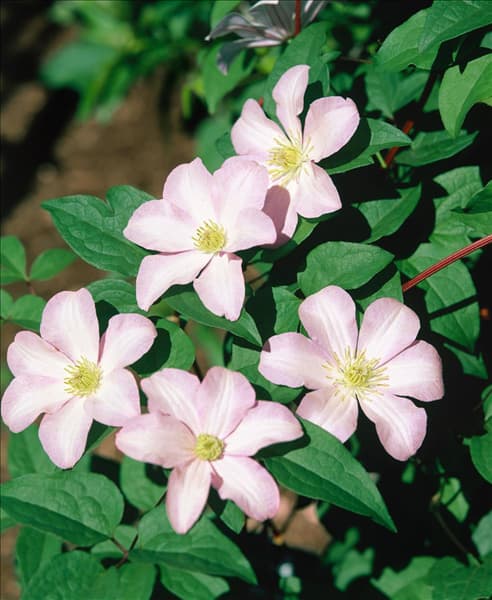 Clematis Huldine