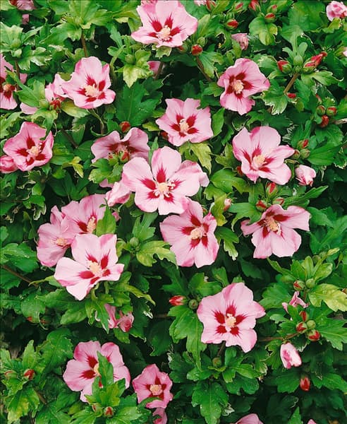 Hibiscus syriacus Hamabo