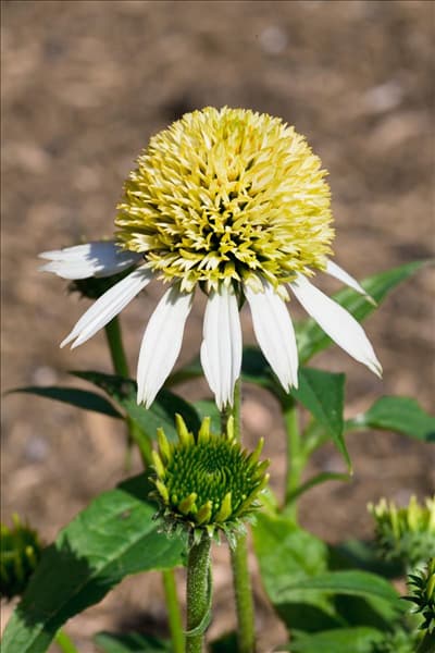 Echinacea purpurea Coconut Lime