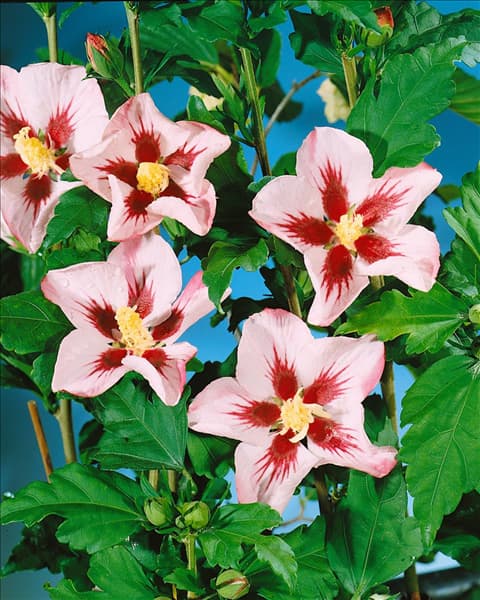 HIBISCUS SYRIACUS HAMABO