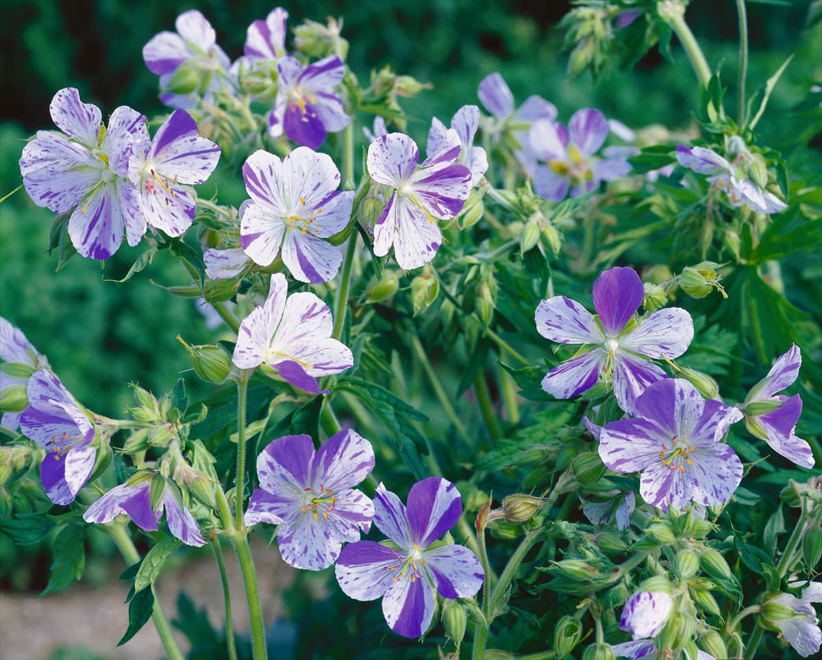 Geranium pratense Striatum