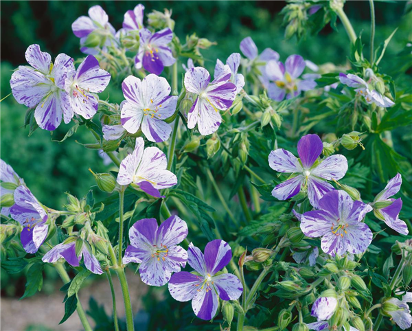 Geranium pratense