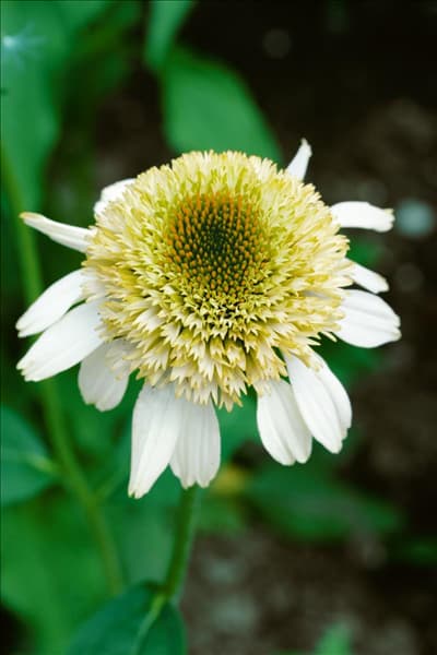 Echinacea purpurea Coconut Lime