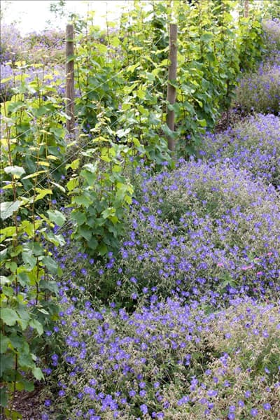 Geranium pratense, Vitis vinifera