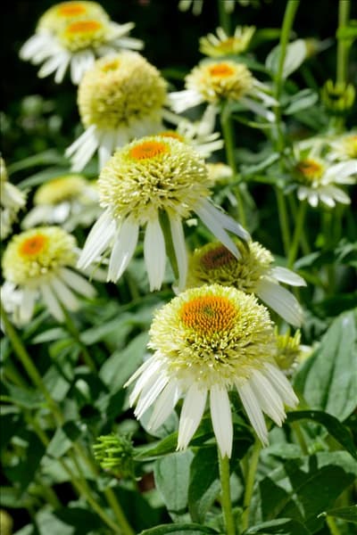 Echinacea purpurea Coconut Lime