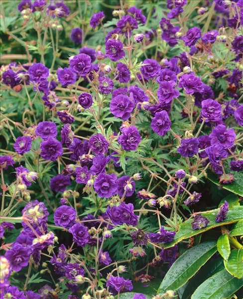 GERANIUM pratense Plenum Violaceum