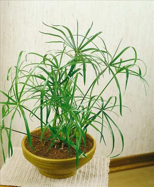 Cyperus alternifolius