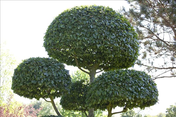 Carpinus betulus