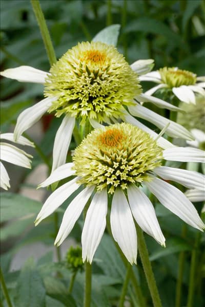Echinacea purpurea Coconut Lime