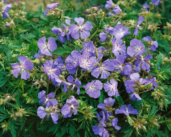 Geranium pratense New Dimension