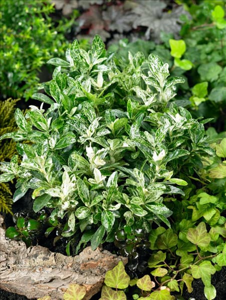 Euonymus japonicus 'Hees Pierrolino'®