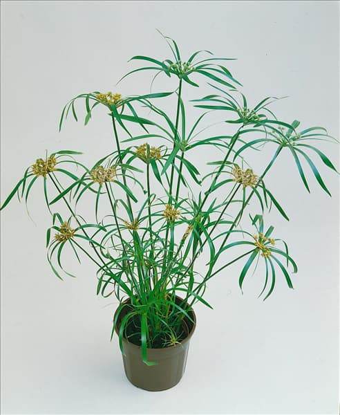 Cyperus alternifolius