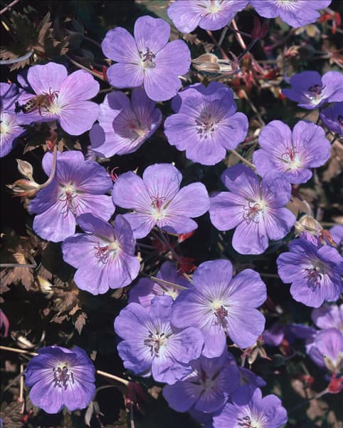 Geranium pratense Okey Dokey