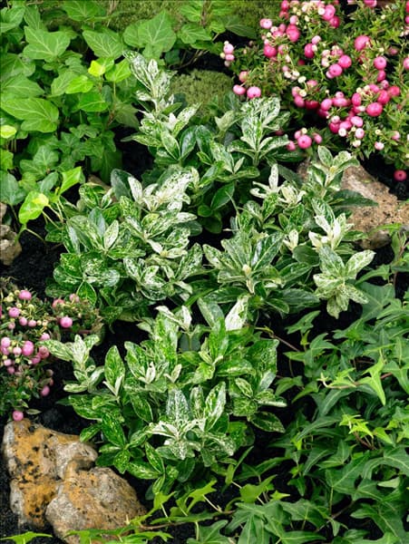 Euonymus japonicus Pierrolino