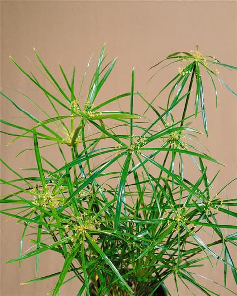 CYPERUS ALTERNIFOLIUS