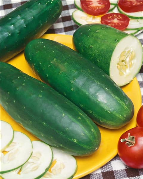 Gurke / Cucumis sativus Gemini