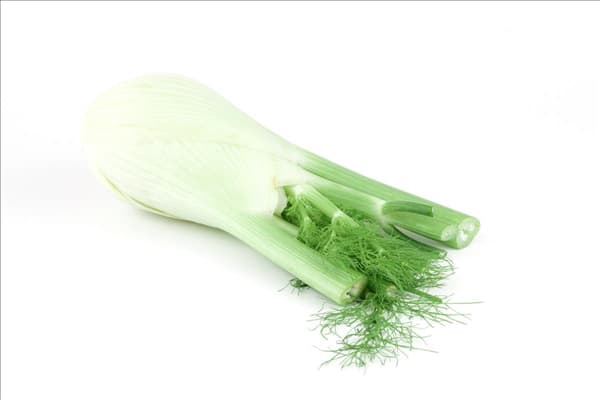 Foeniculum vulgare var. azoricum