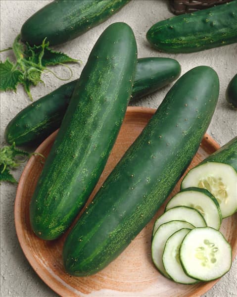 Gurke / Cucumis sativus Gemini