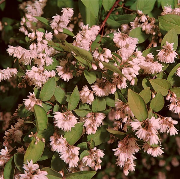 DEUTZIA SCABRA PLENA