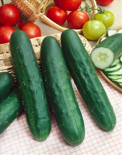 Cucumis sativus Gemini