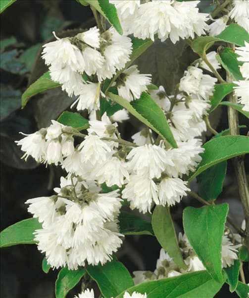 DEUTZIA SCABRA PLENA