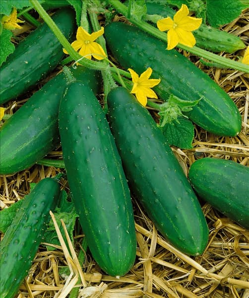 Gurke / Cucumis sativus Gemini