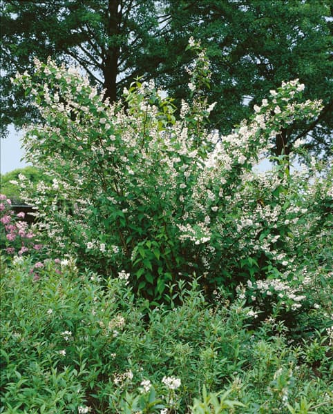 Deutzia scabra Plena