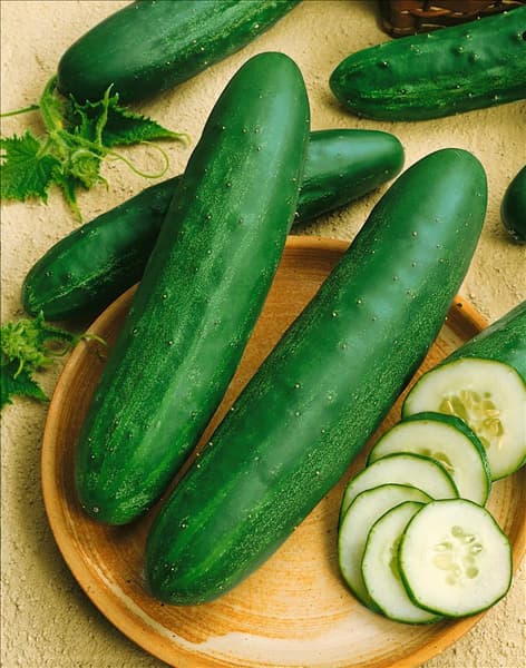 Cucumis sativus Gemini