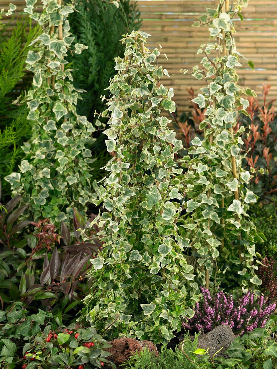 Hedera helix White Star