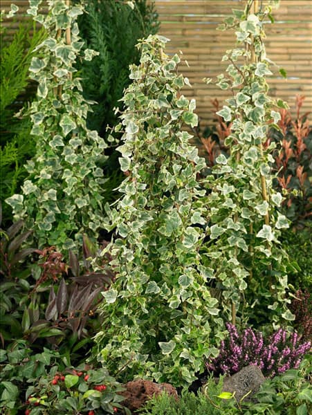 Hedera helix 'White Ripple'