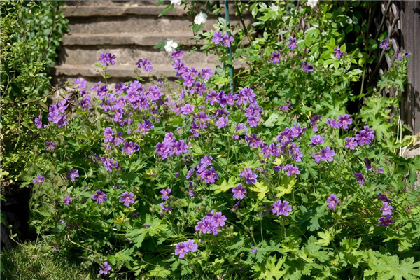 Geranium Johnson's Blue