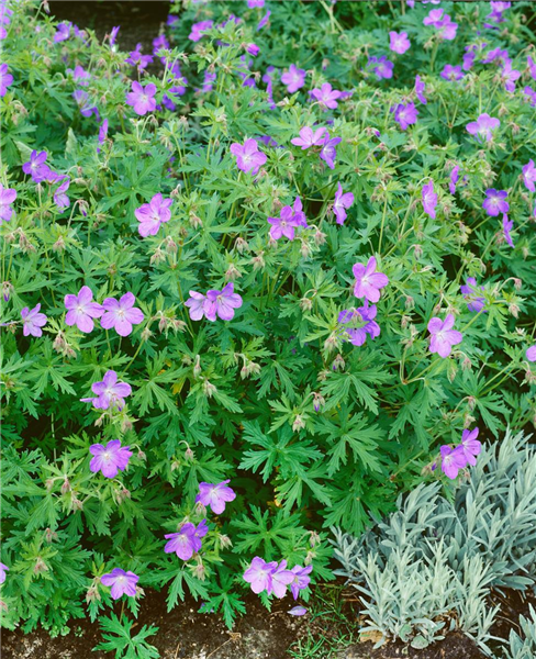 GERANIUM JOHNSON'S BLUE